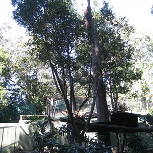 Lumholtz Tree Kangaroo enclosure