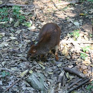 Red-legged Pademelon