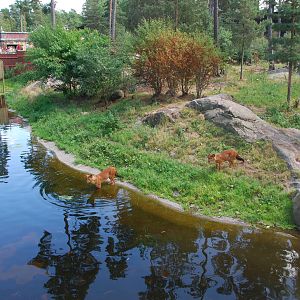 Kolmården Wildlife Park -Dhole exhibit