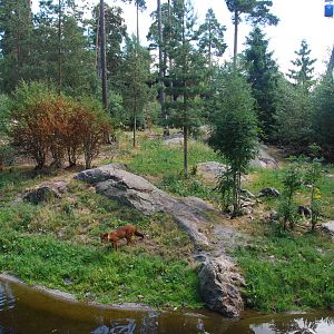 Kolmården Wildlife Park -Dhole exhibit