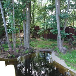Kolmården Wildlife Park -Dhole exhibit