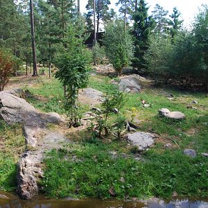 Kolmården Wildlife Park -Dhole exhibit
