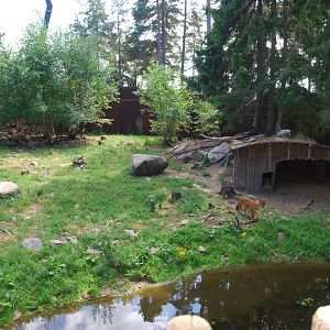Kolmården Wildlife Park -Dhole exhibit