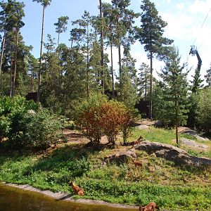 Kolmården Wildlife Park -Dhole exhibit