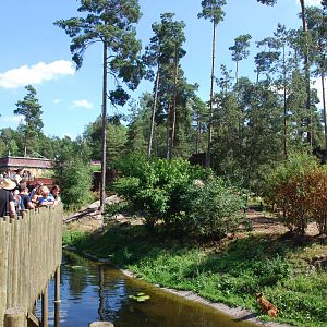 Kolmården Wildlife Park -Dhole exhibit