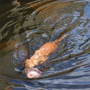 Kolmården Wildlife Park -Bathing Dhole