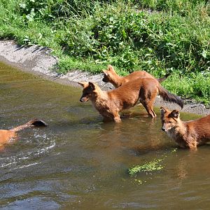 Kolmården Wildlife Park -Bathing Dhole