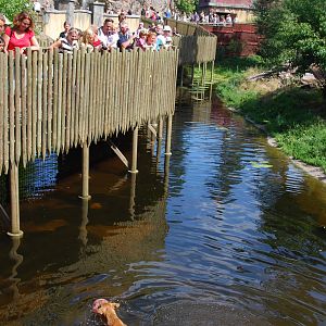 Kolmården Wildlife Park -Bathing Dhole / Dhole exhibit
