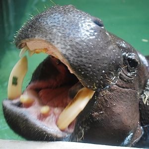 Pygmy Hippo