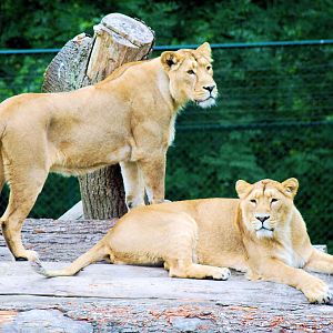 FEMALE ASIANIC LIONS