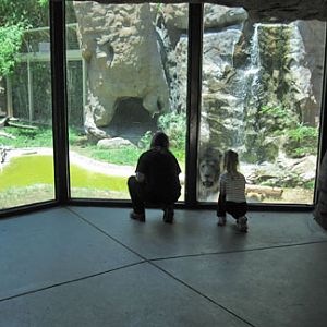 Lion - eyeing a snack?