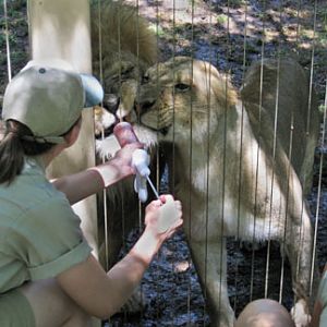 Lion - crazy from love