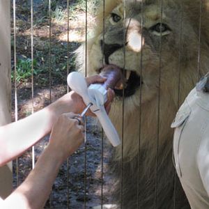 Lion - crazy from love