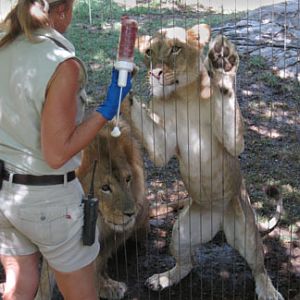 Lion - crazy from love