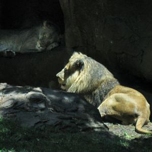 Lion - crazy from love