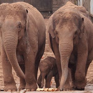 Male Indian Elephant Calf Nayan - Born 18/07/2010
