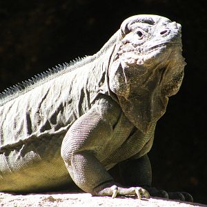 Rhinoceros Iguana