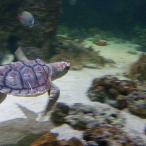 Turtles at Blue Reef Aquarium Newquay