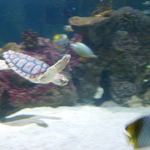 Turtles at Blue Reef Aquarium Newquay