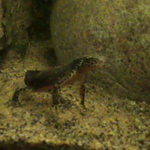 alpine newt 05/10