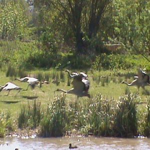common cranes 05/10
