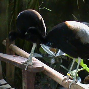 grey-winged trumpeter 05/10