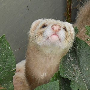 ferret1 07/10