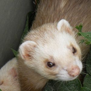ferret2 07/10