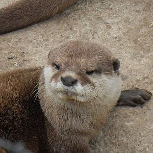 asian short-clawed otter 07/10