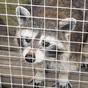raccoon 07/10