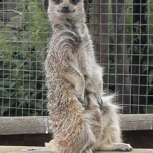 meerkat 07/10