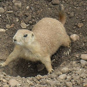 black-tailed prairie dog 07/10