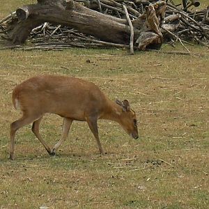reeves muntjac 07/10