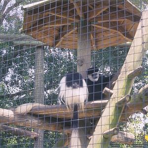 Eastern Black and White Colobus