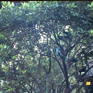 Racket-tailed Roller