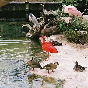 Emerald Forest Aviary