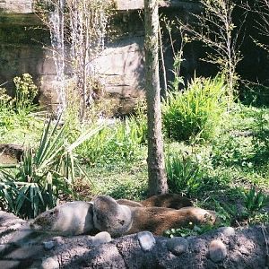 North American River Otter