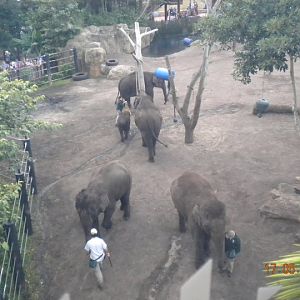 Taronga Zoo - Elephants from above