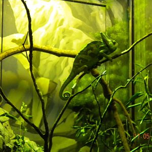 Taronga Zoo - Veiled chameleon