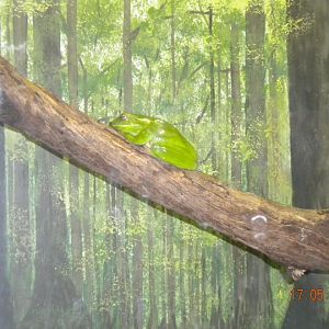 Taronga Zoo - White lipped tree frog