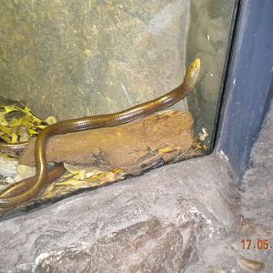 Taronga Zoo - Scheltopusik