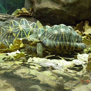 Taronga Zoo - Star Tortoises