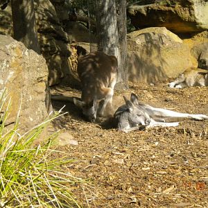 Taronga Zoo - Kangaroo
