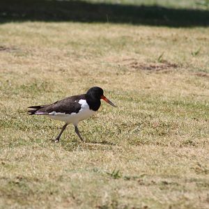 Eurasian Oystercatchers