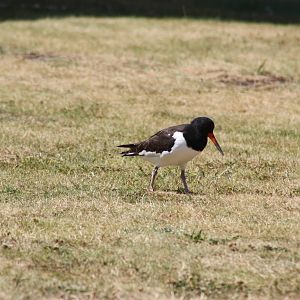 Eurasian Oystercatchers