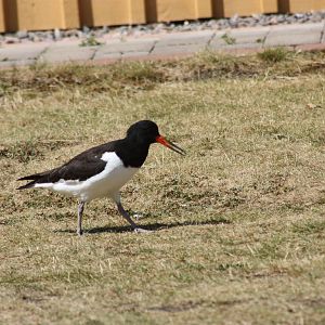 Eurasian Oystercatchers