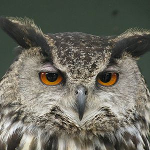 Eurasian Eagle Owl