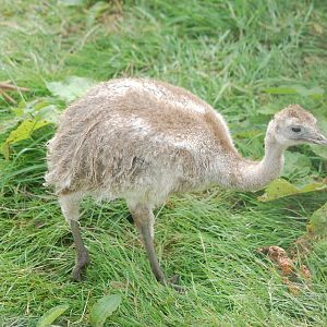 Baby Darwins Rhea