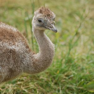 Baby Darwins Rhea