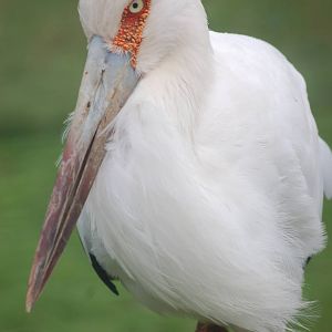 Maguari Stork